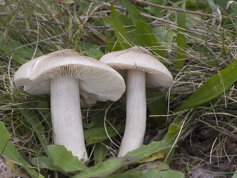 Entoloma prunuloides